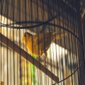 Anxiety: The Canary in the Coal Mine (Part I)