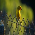 Anxiety: The Canary in the Coal Mine (Part II)